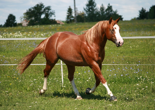 Reds Rooster Delmaso